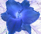 inverse of comfort lily